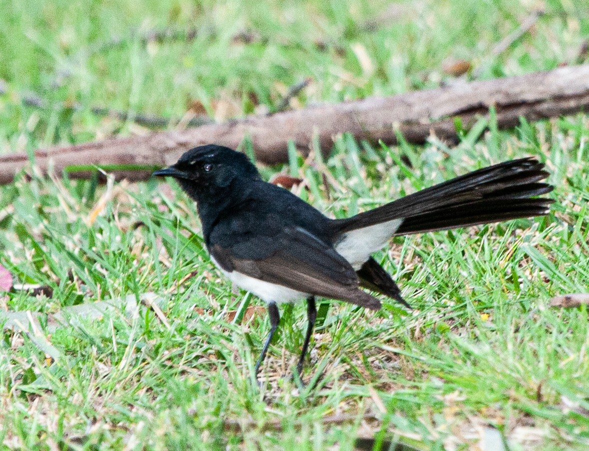 Willie-wagtail - ML313971631