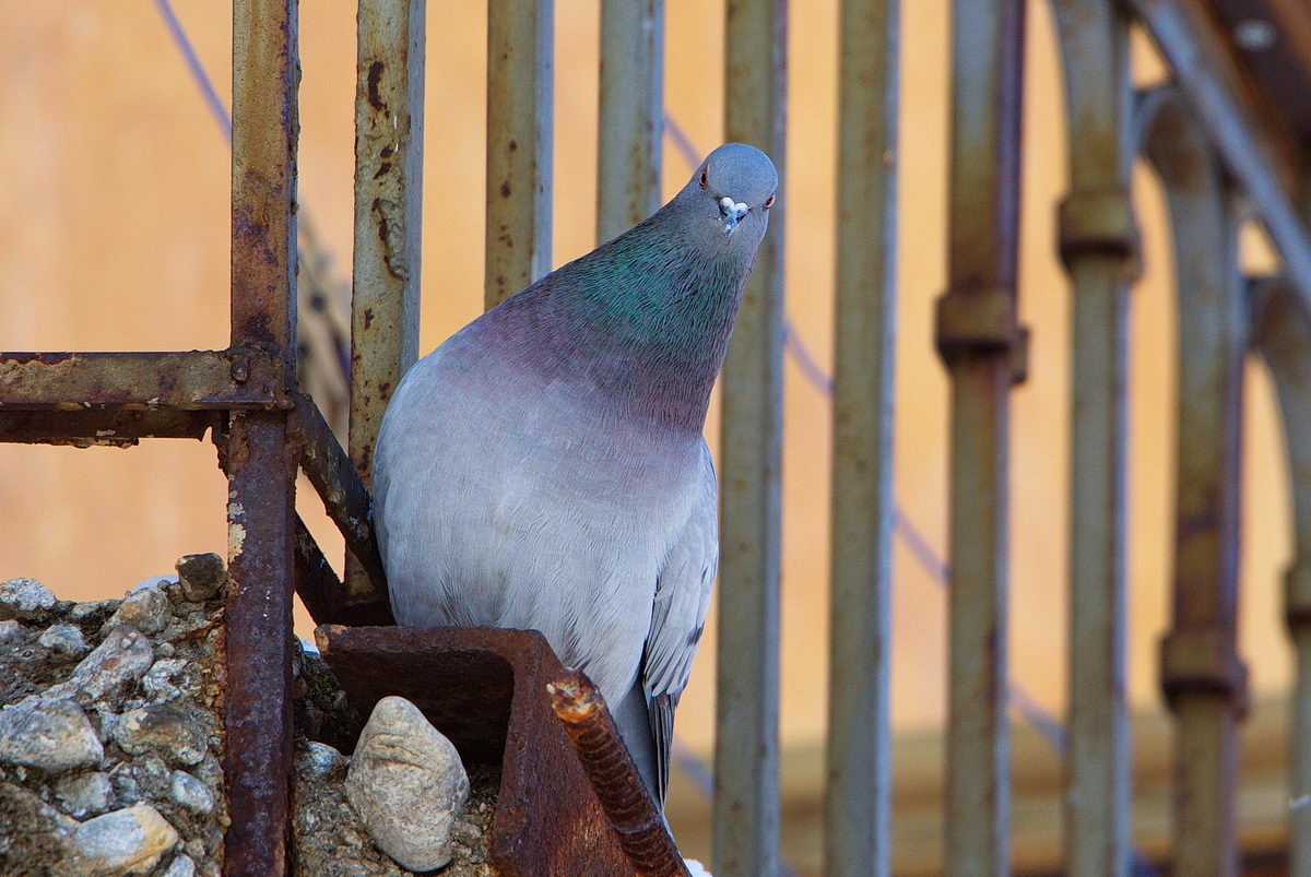 Hill Pigeon - ML313973211