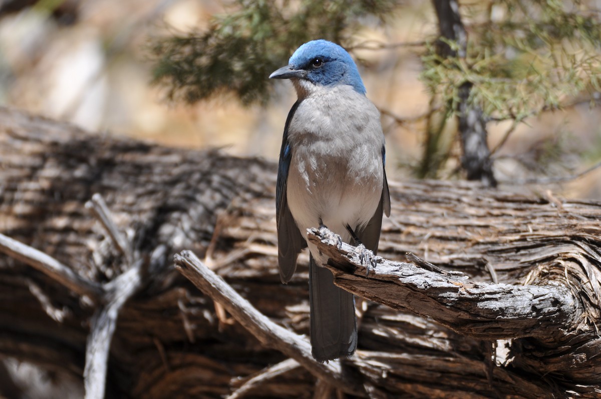 Mexican Jay - ML313973771