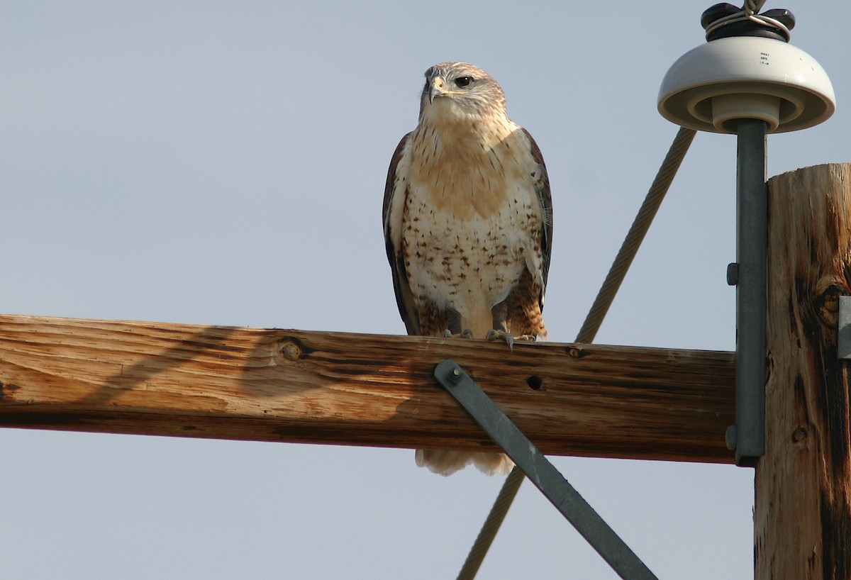 Ferruginous Hawk - Jerry Liguori