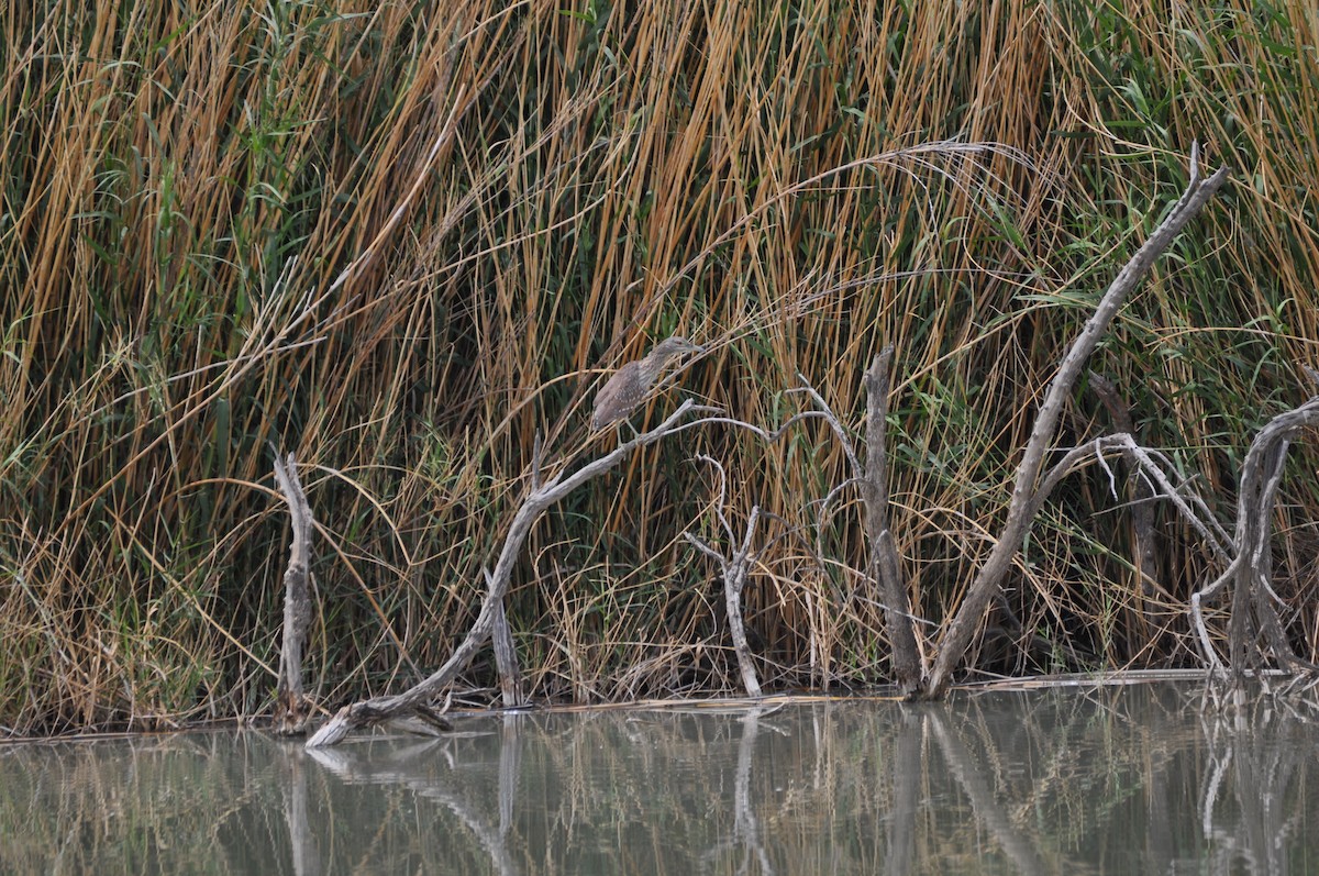 Black-crowned Night Heron - ML313975351