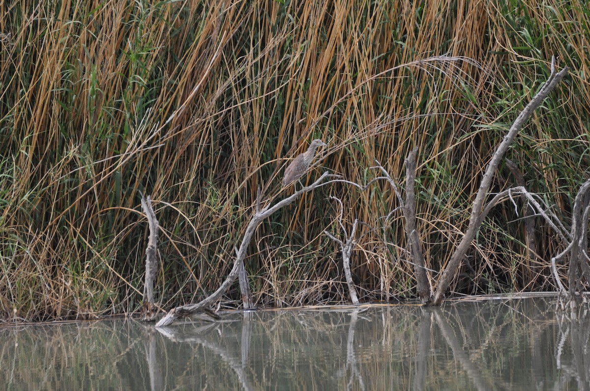 Black-crowned Night Heron - Edward Raynor