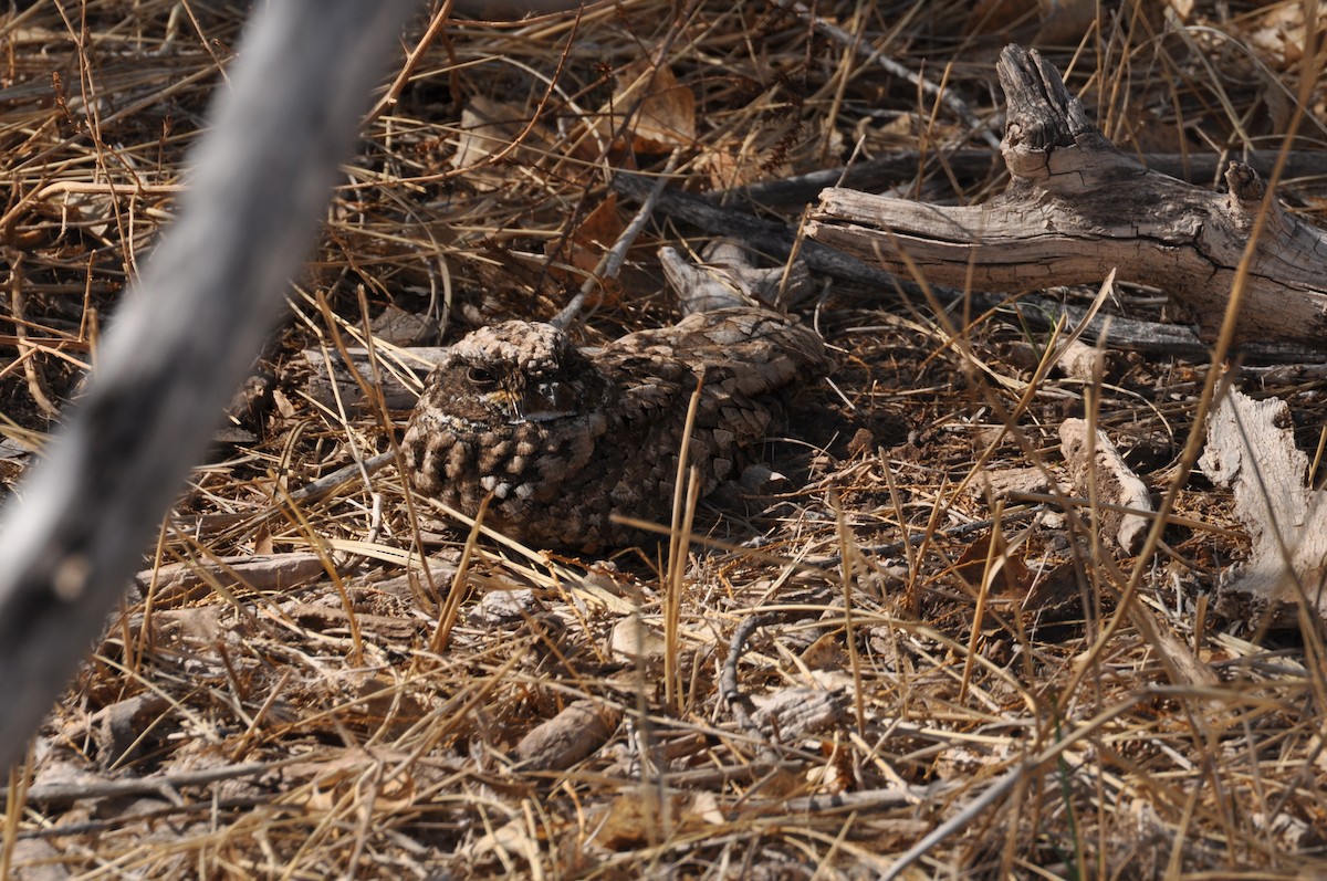 Common Poorwill - ML313978921