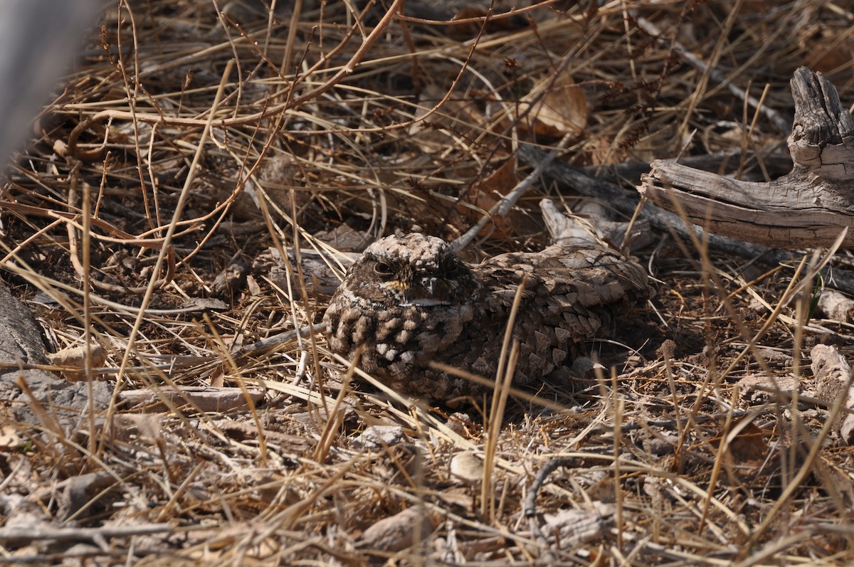 Common Poorwill - ML313978941