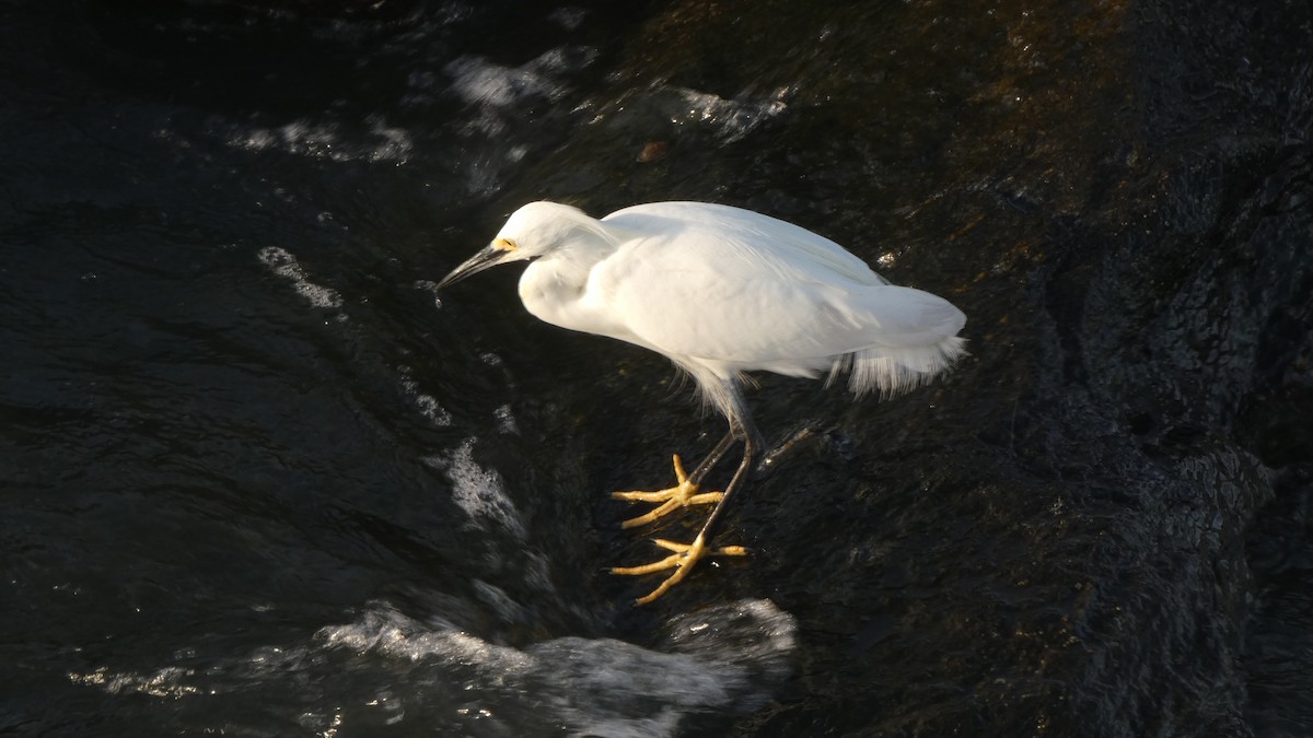 Snowy Egret - Ben Davis