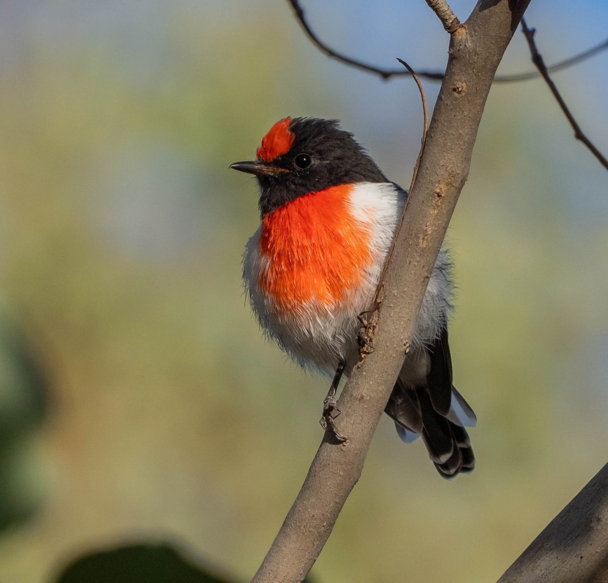 Red-capped Robin - ML313979791