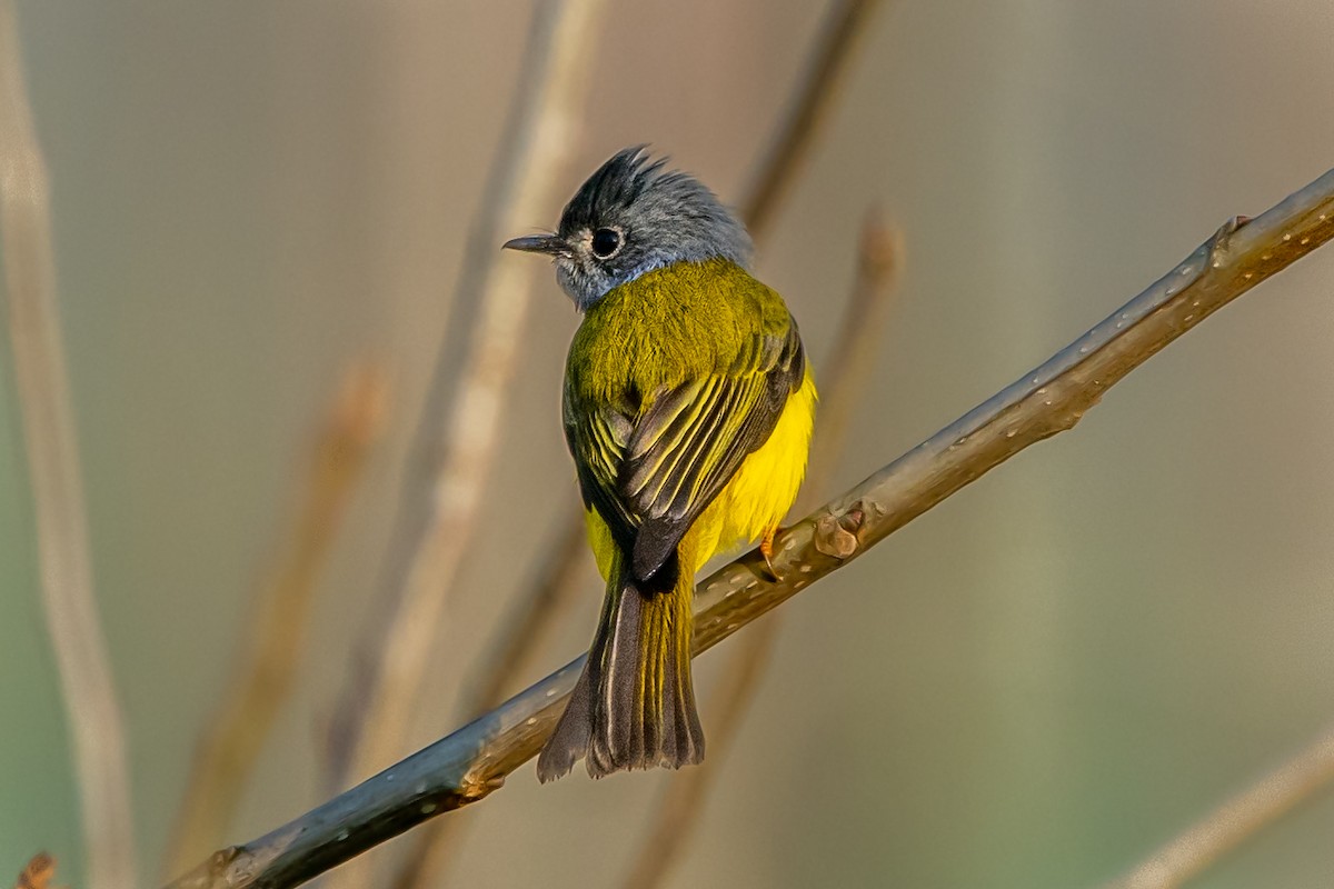 Gray-headed Canary-Flycatcher - ML313981031