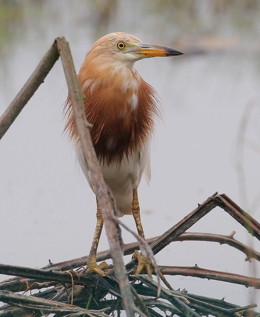 Javan Pond-Heron - ML313982391