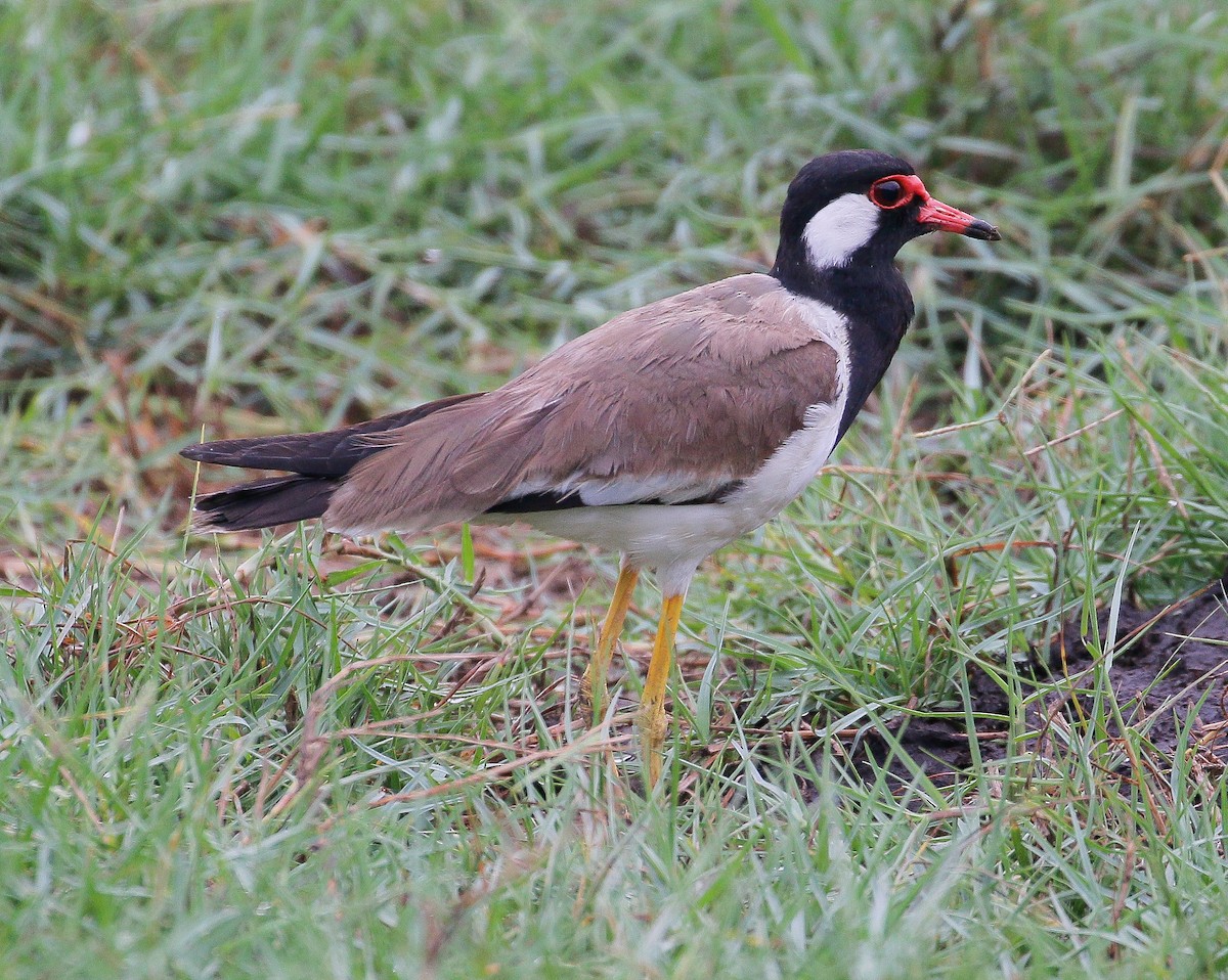 Red-wattled Lapwing - ML313982401