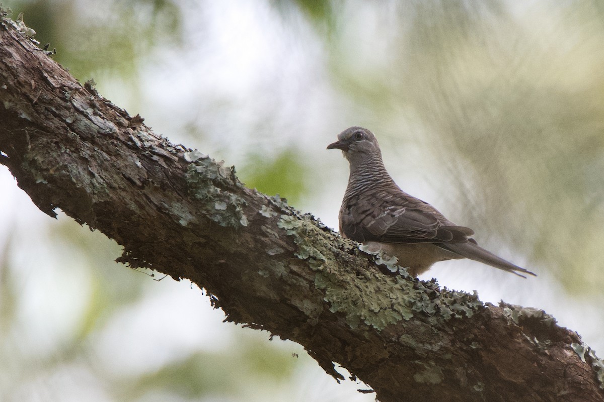 Peaceful Dove - ML313982841