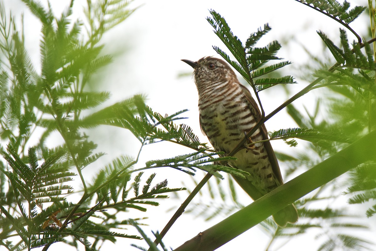 Shining Bronze-Cuckoo - ML313982861