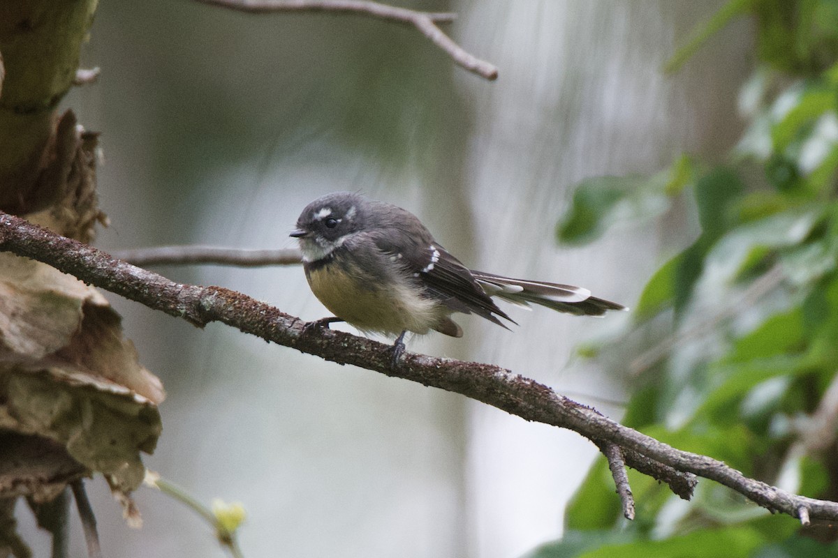 Gray Fantail - Adrian van der Stel