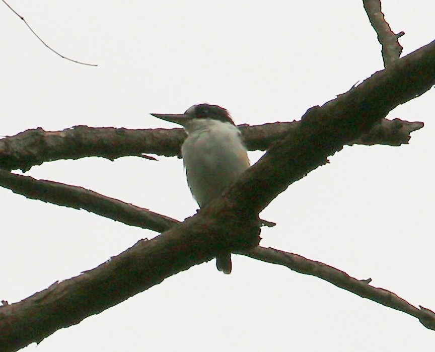 Forest Kingfisher - ML313985771