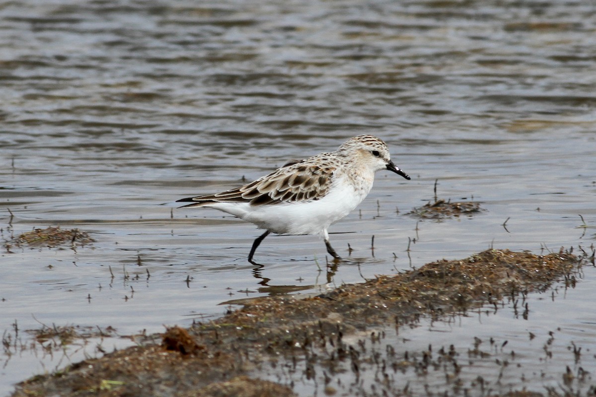 Red-necked Stint - ML313985951