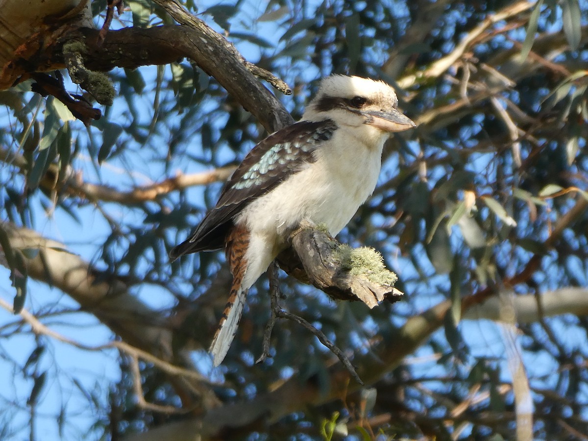 Laughing Kookaburra - ML313986411