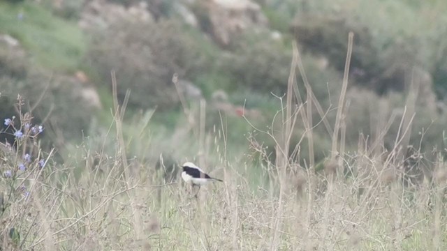 Finsch's Wheatear - ML313989181