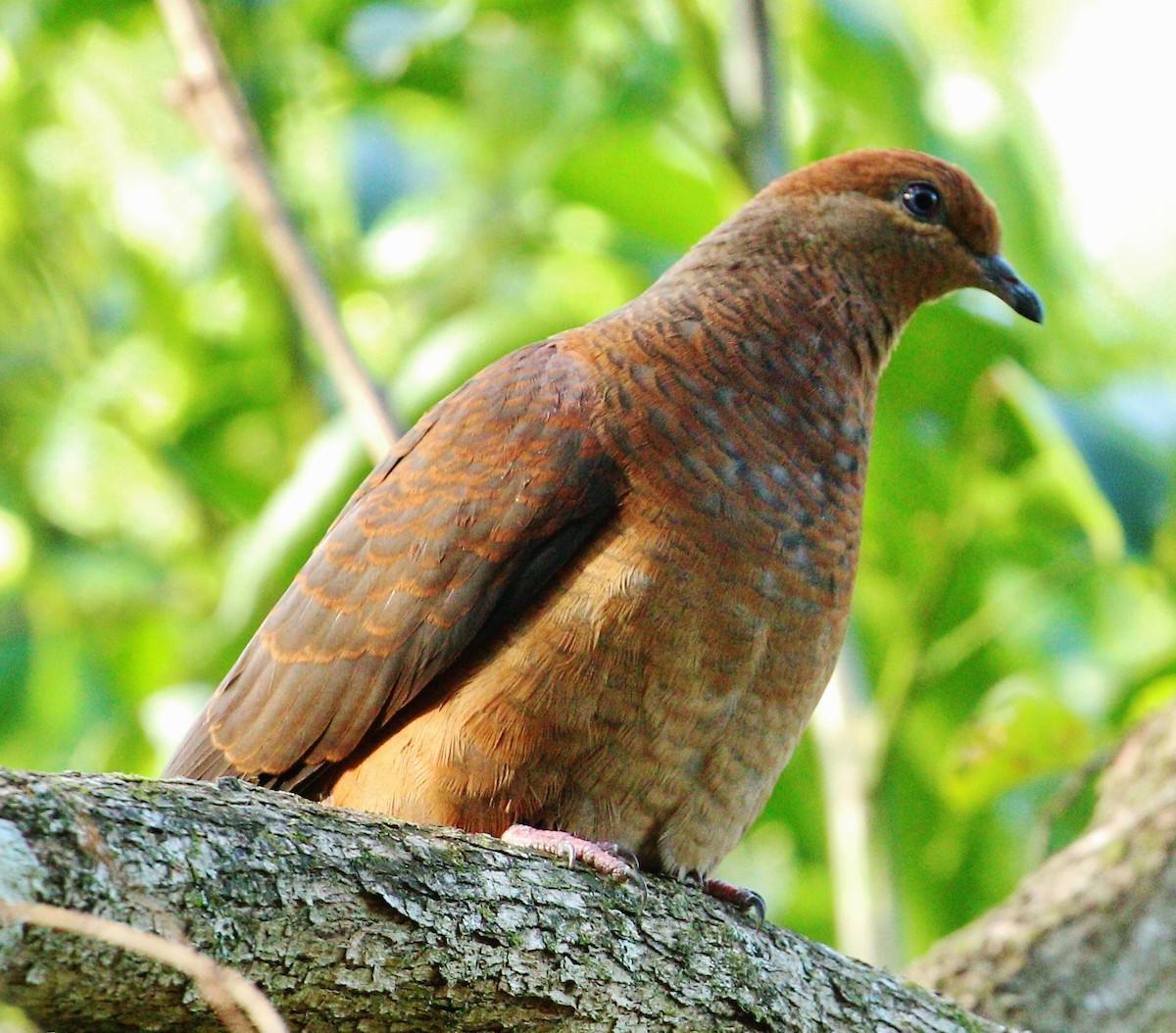 Brown Cuckoo-Dove - ML313989711