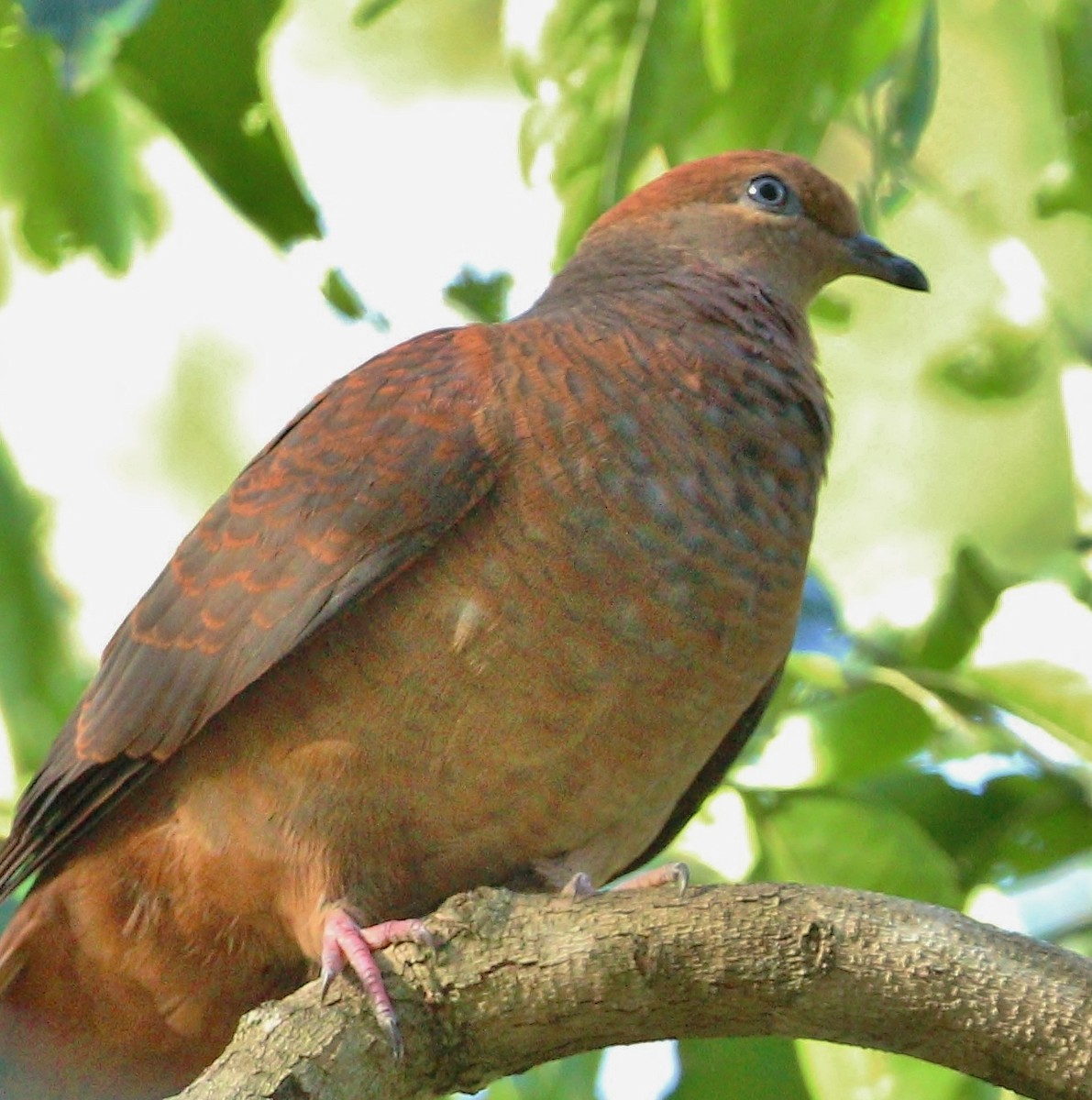 Brown Cuckoo-Dove - ML313989721