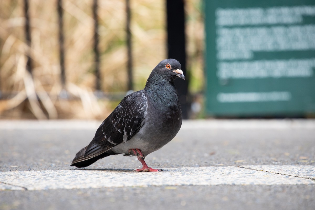 Rock Pigeon (Feral Pigeon) - Dan Burgin