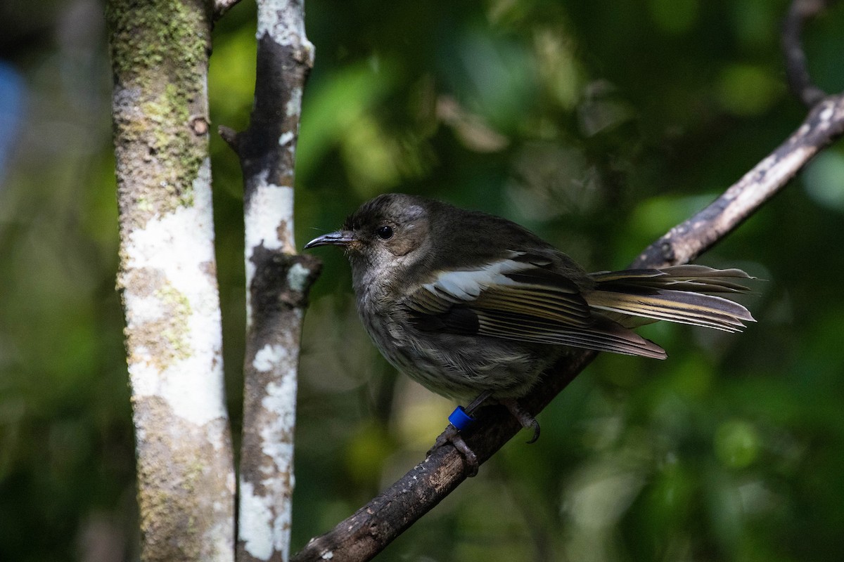 Stitchbird - Dan Burgin