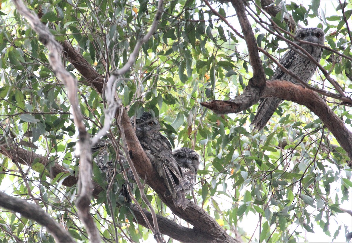 Tawny Frogmouth - Stuart Pickering