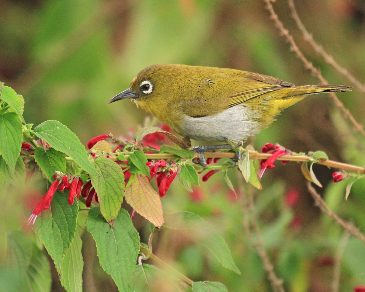 Sri Lanka White-eye - Carl Poldrack