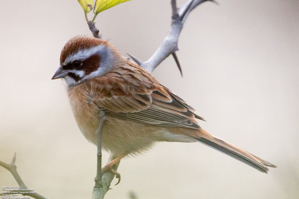 Meadow Bunting - Mark Maddock