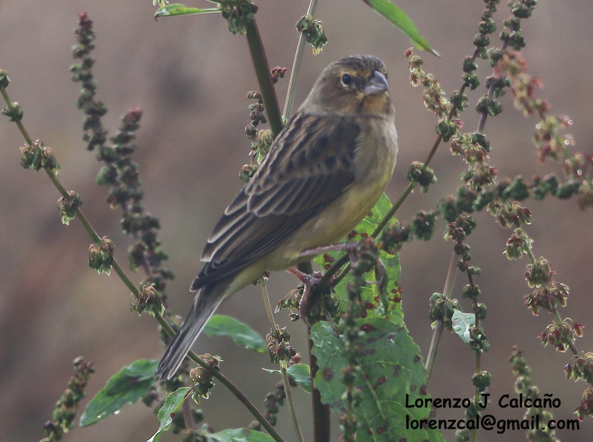 Grassland Yellow-Finch - ML313994951