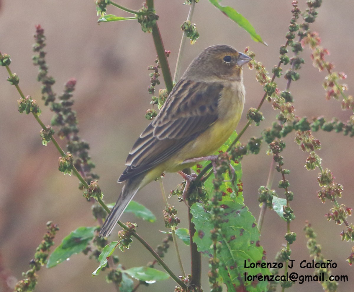 Grassland Yellow-Finch - ML313994961