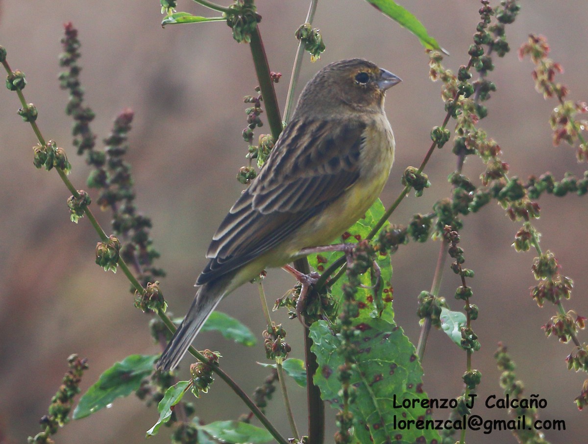 Grassland Yellow-Finch - ML313994981