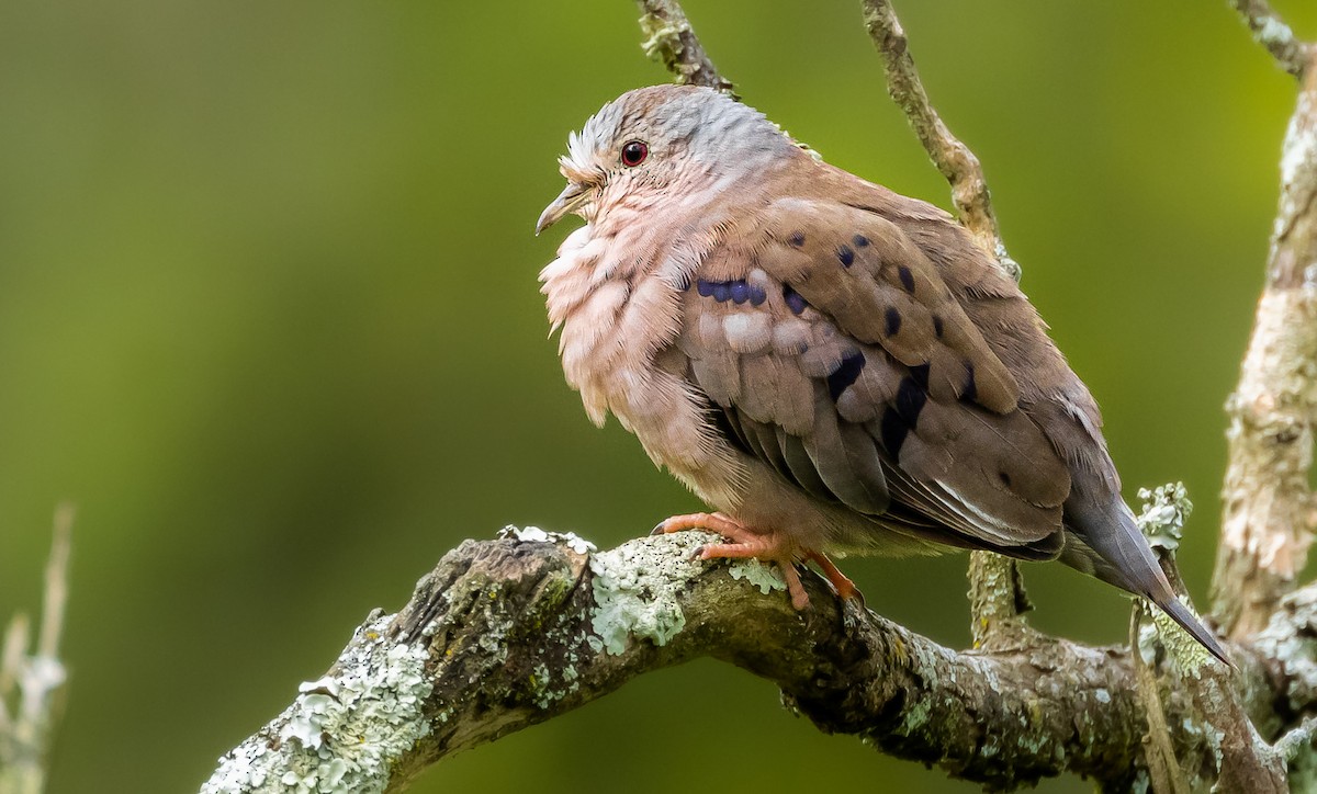 Plain-breasted Ground Dove - ML313995631