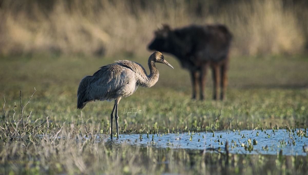 Common Crane - ML313995971