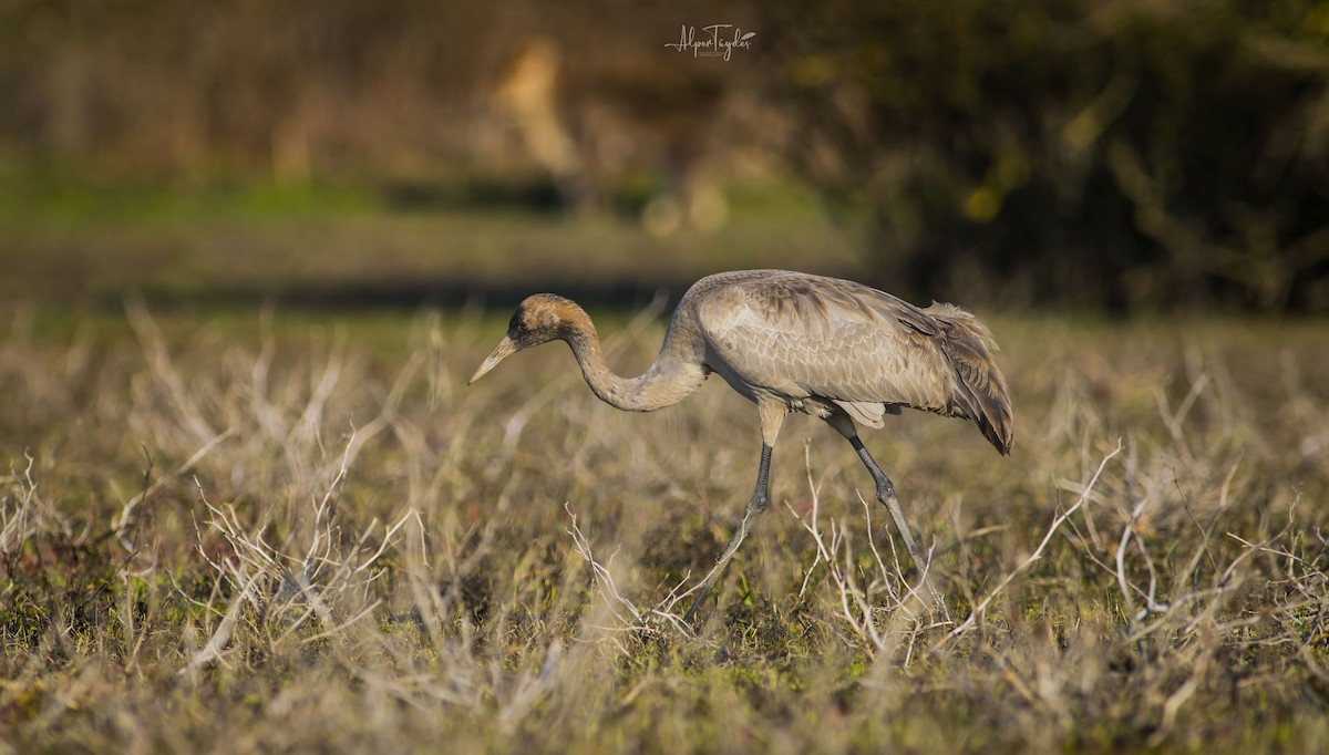 Common Crane - ML313995981