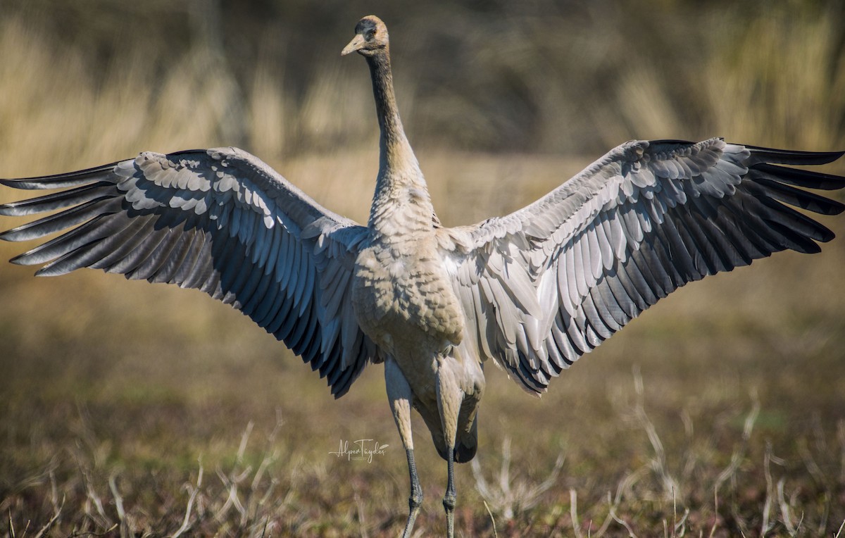 Common Crane - ML313995991