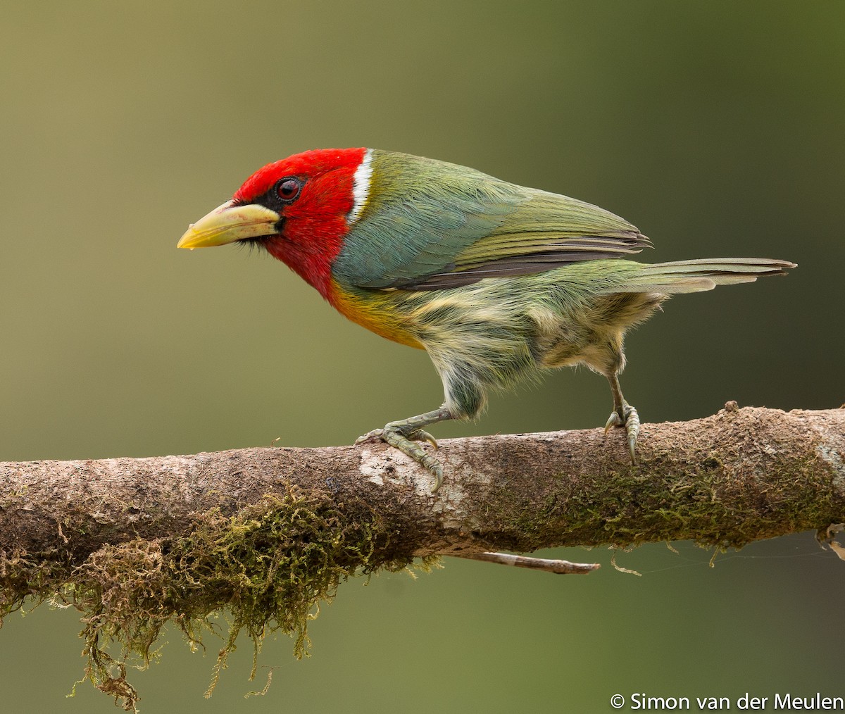 Red-headed Barbet - ML314002341