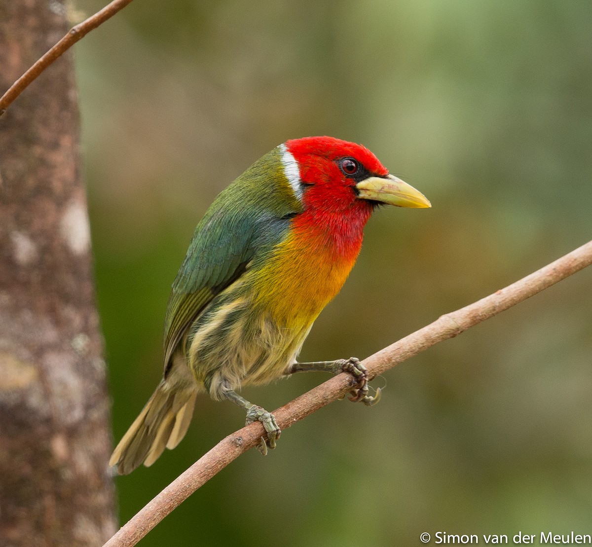 Red-headed Barbet - ML314002581