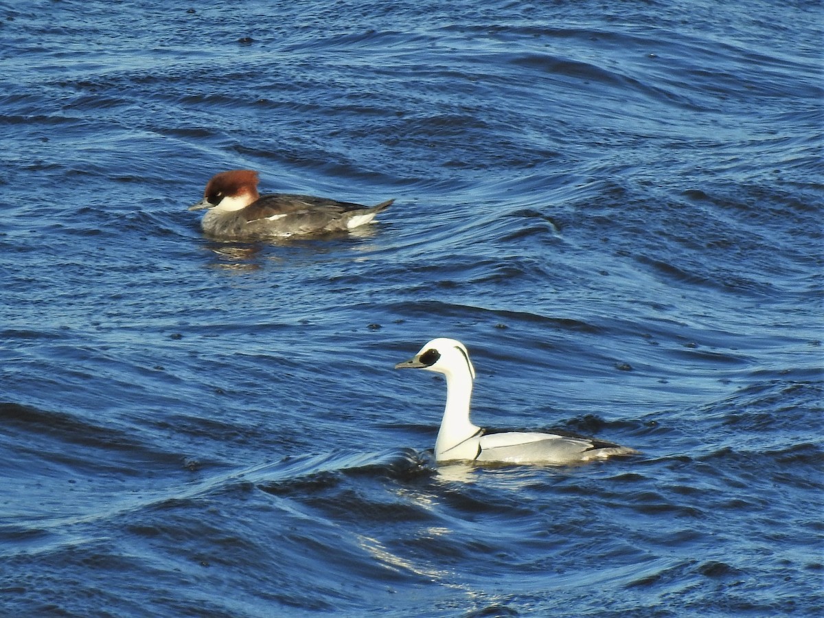 Smew - ML314004091