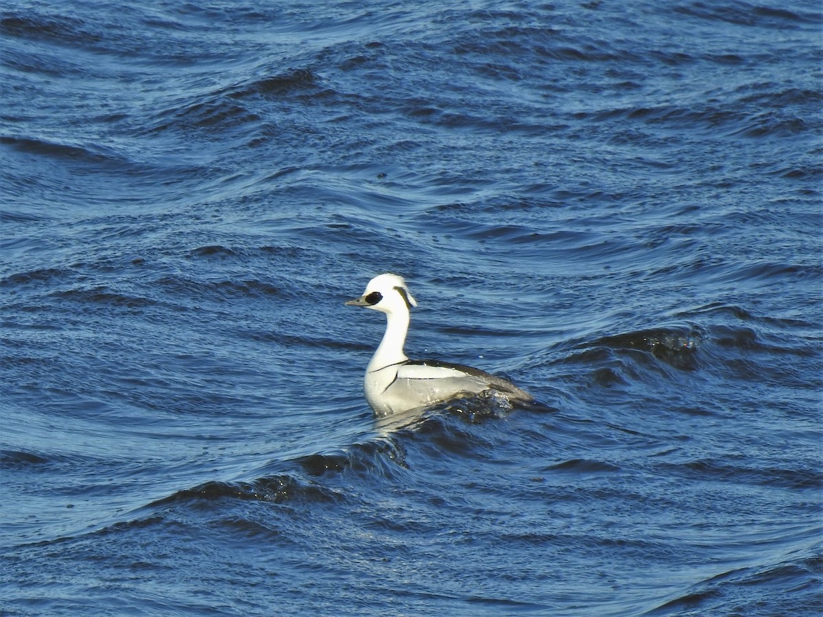 Smew - ML314004101