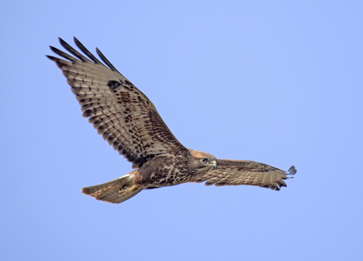 Common Buzzard (Steppe) - ML314004391