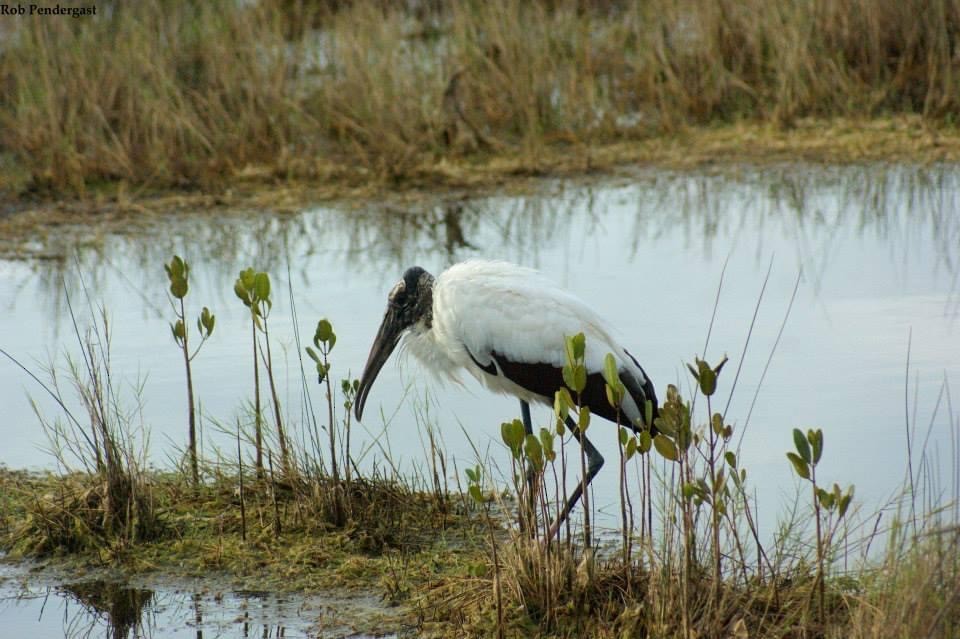 Wood Stork - ML314005711