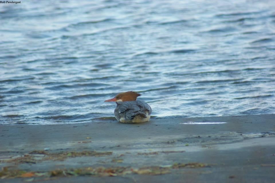 Common Merganser - ML314005851