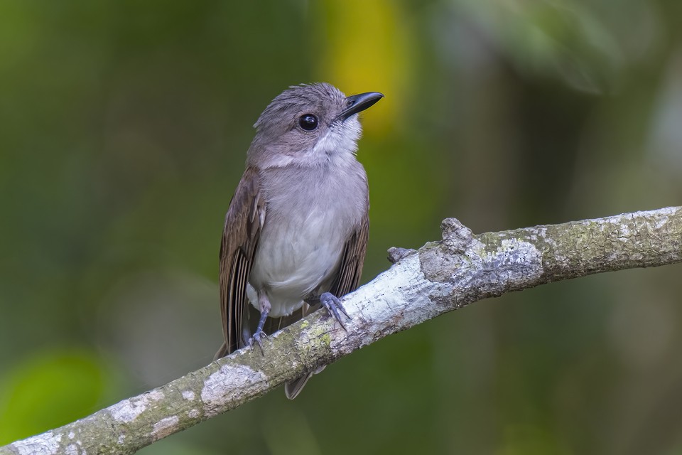 Mangrove Whistler - liewwk Nature