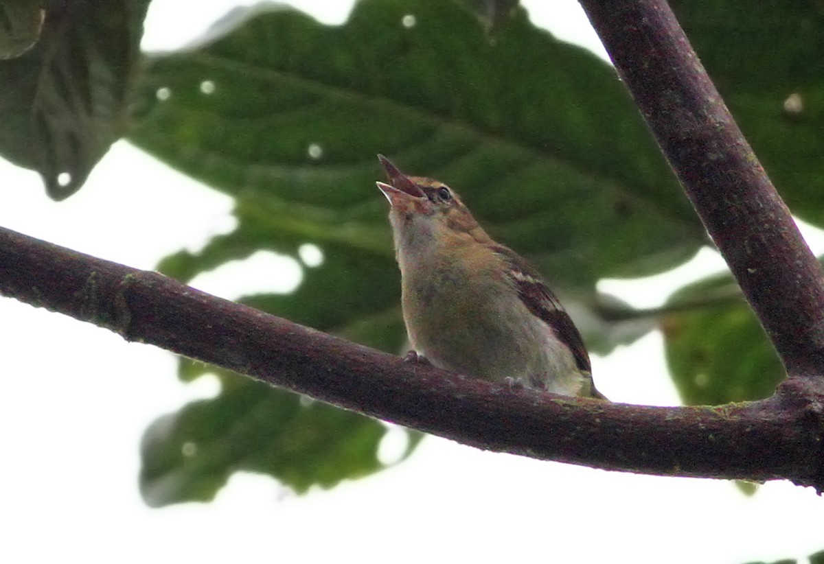 Vireo del Chocó - ML31400601