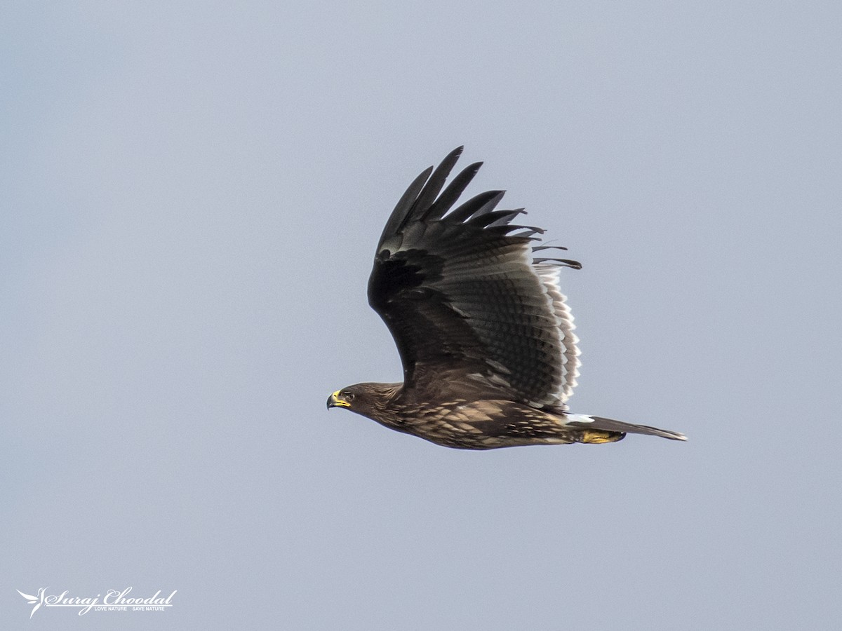 Greater Spotted Eagle - ML314006381