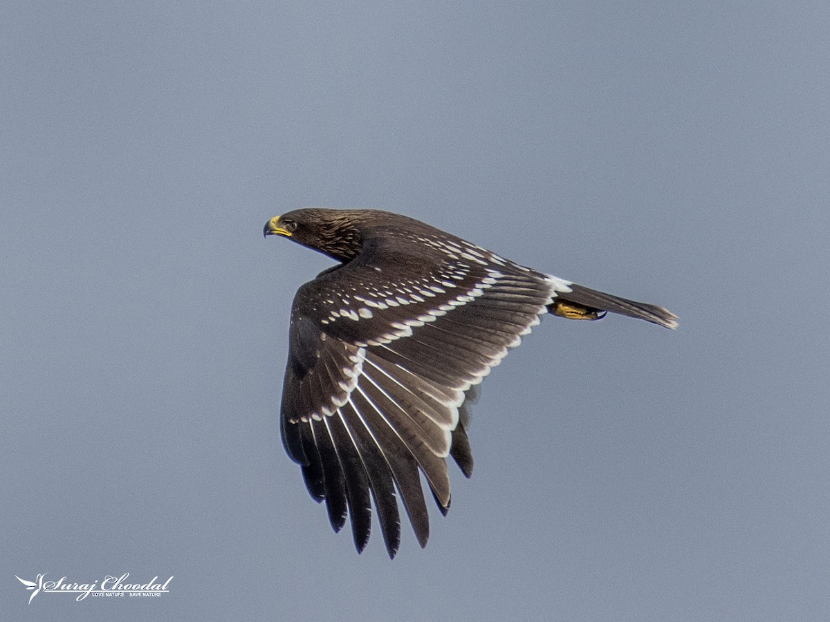 Greater Spotted Eagle - ML314006391