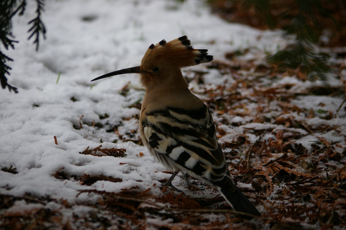 Eurasian Hoopoe - ML314006761