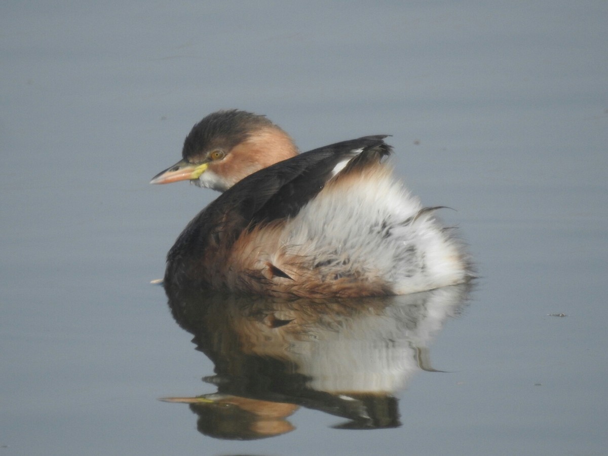 Little Grebe - ML314007741