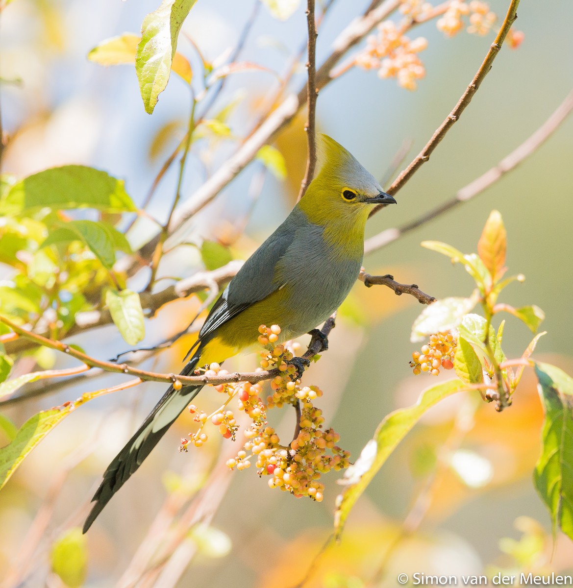 Long-tailed Silky-flycatcher - ML314008991