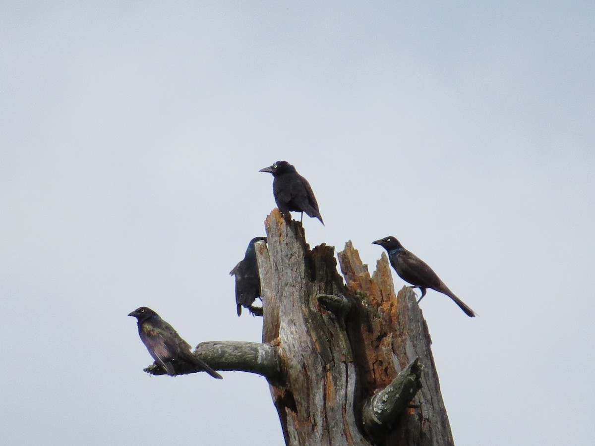 Common Grackle - ML31401081