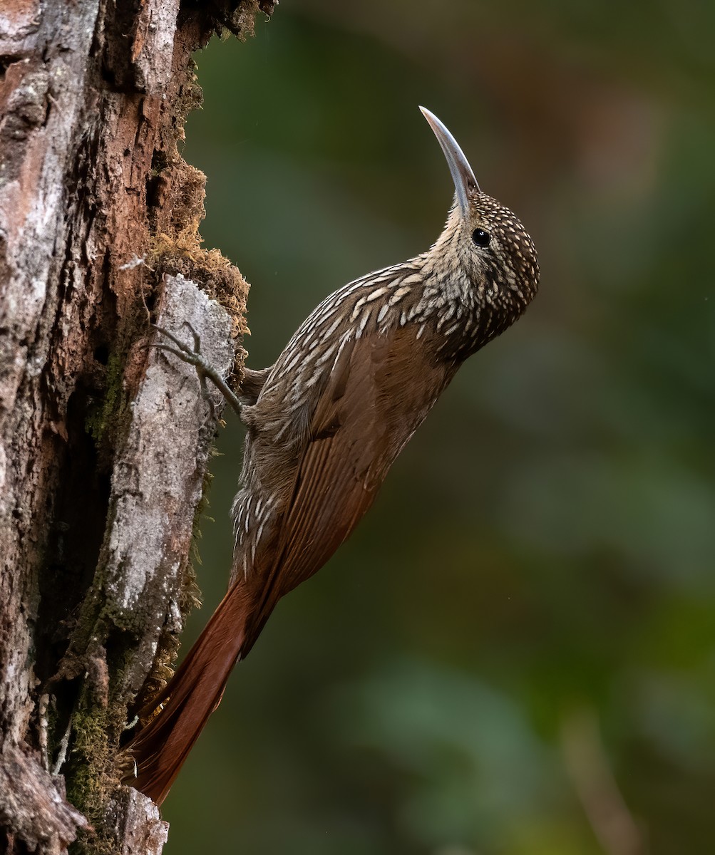 Spot-crowned Woodcreeper - Jean Bonilla
